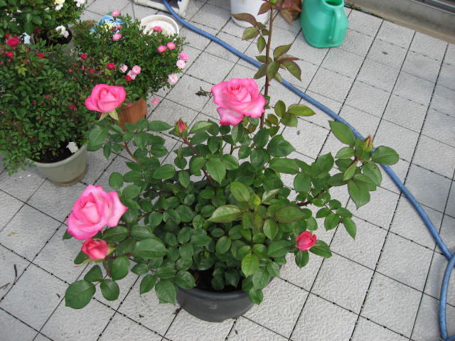 124210084197616110442_9-5-11-1