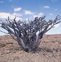 ダウンロード-3