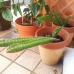 20140902_155444-150x150