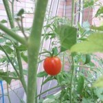 20140826_104835-150x150