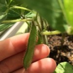 20140714_180304-150x150