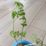 20140613_171439-150x150