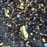 20140609_180124-150x150