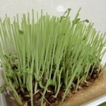 20140527_072301-150x150