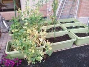 20140513_1615501-e1399966790934-300x225