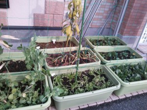 20140125_090819-300x225