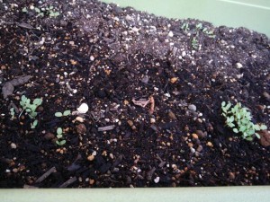 20131105_154541-300x225