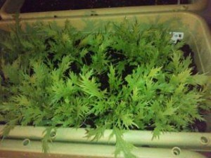 20131102_213447-300x225