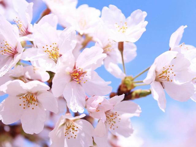 cherry-blossoms_eye