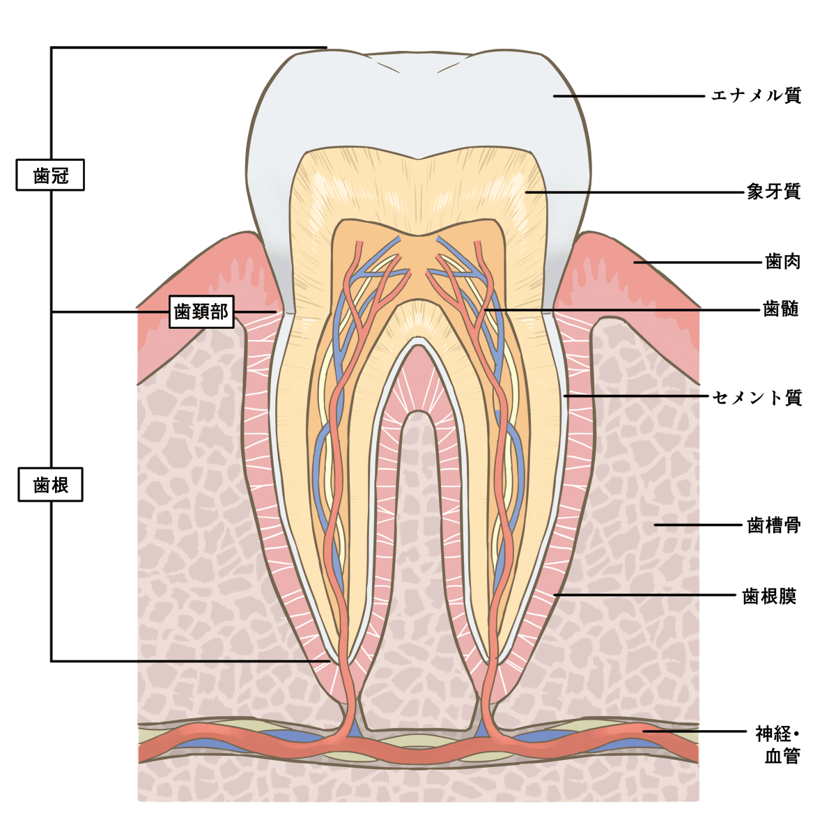 tooth-cross-sectional-view